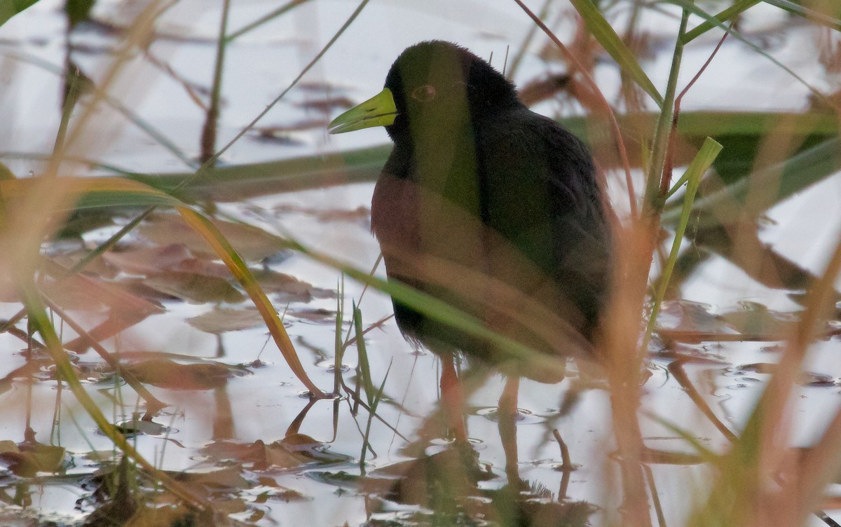 Black Crake - Ken Rosenberg