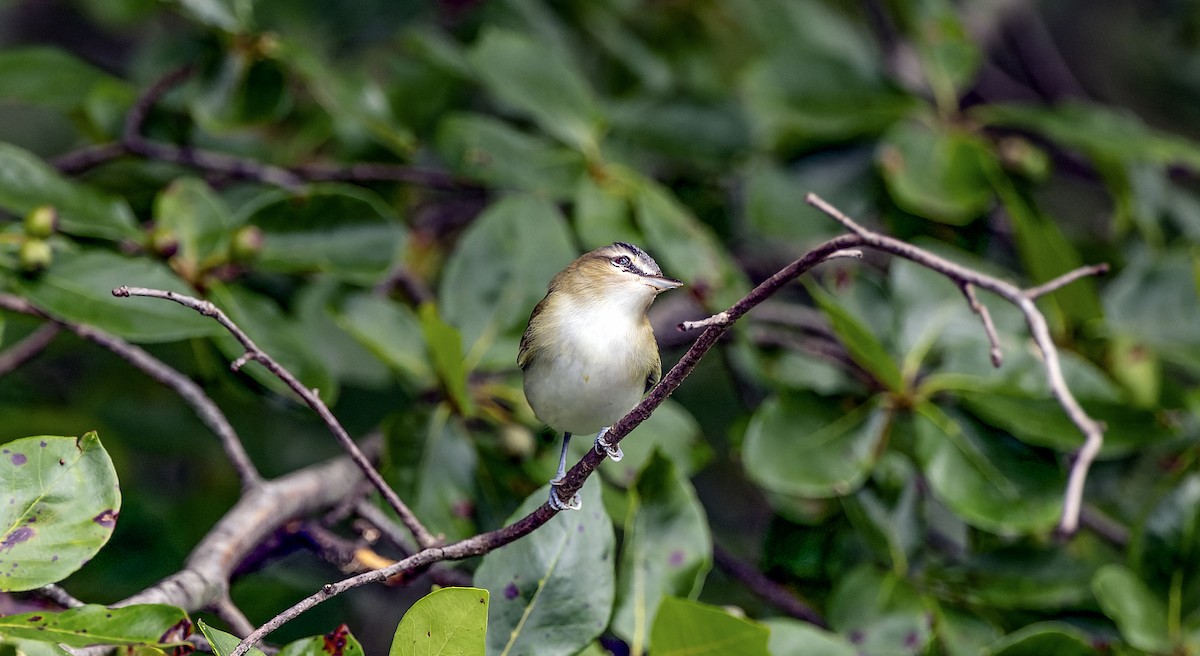 Red-eyed Vireo - ML481332461