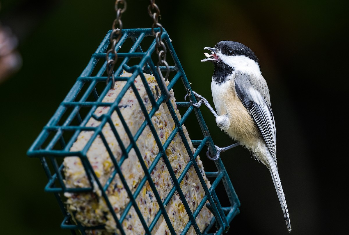 Black-capped Chickadee - Harvey Fielder