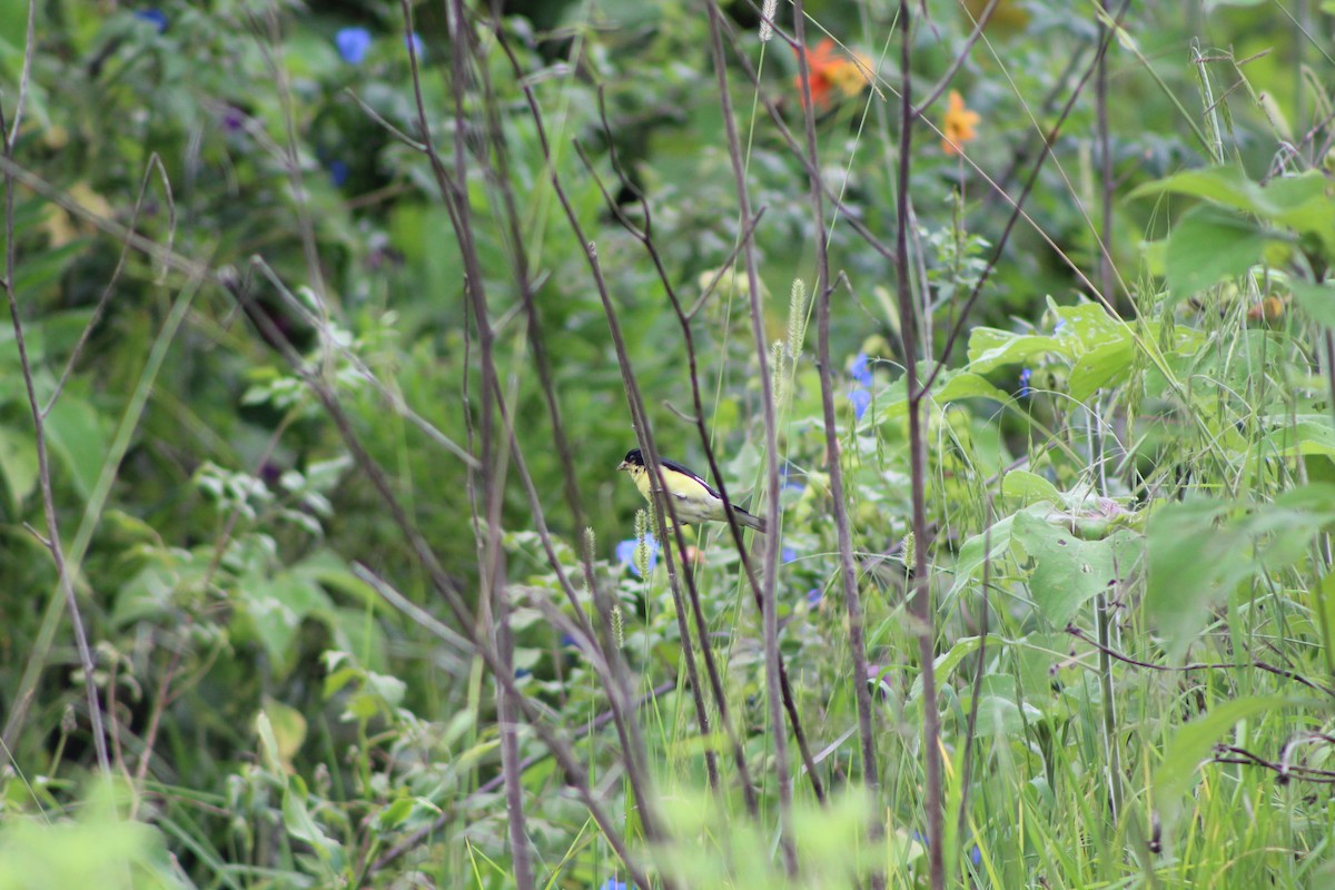 Lesser Goldfinch - ML481332771