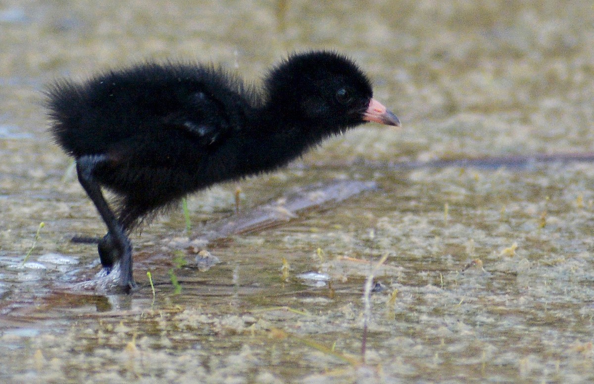 Ruddy Crake - ML481333791