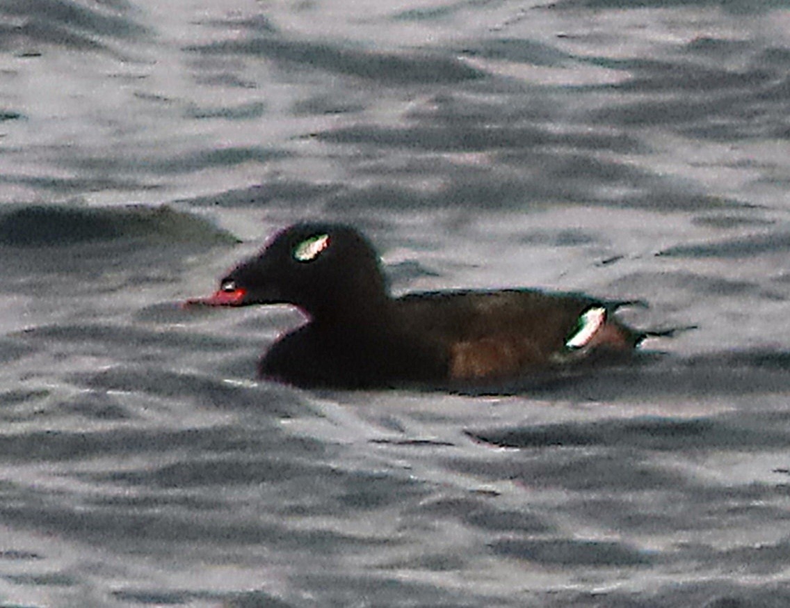 White-winged Scoter - Cathleen Burns