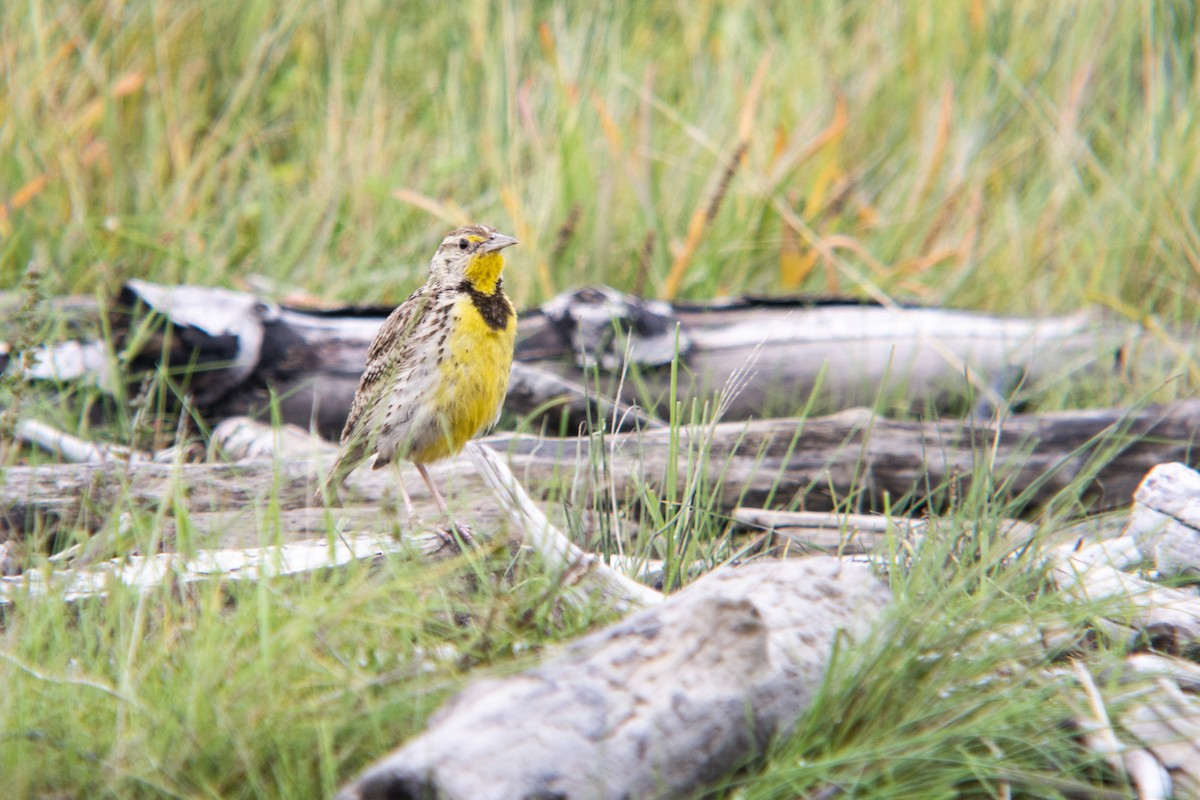 Western Meadowlark - ML481334271