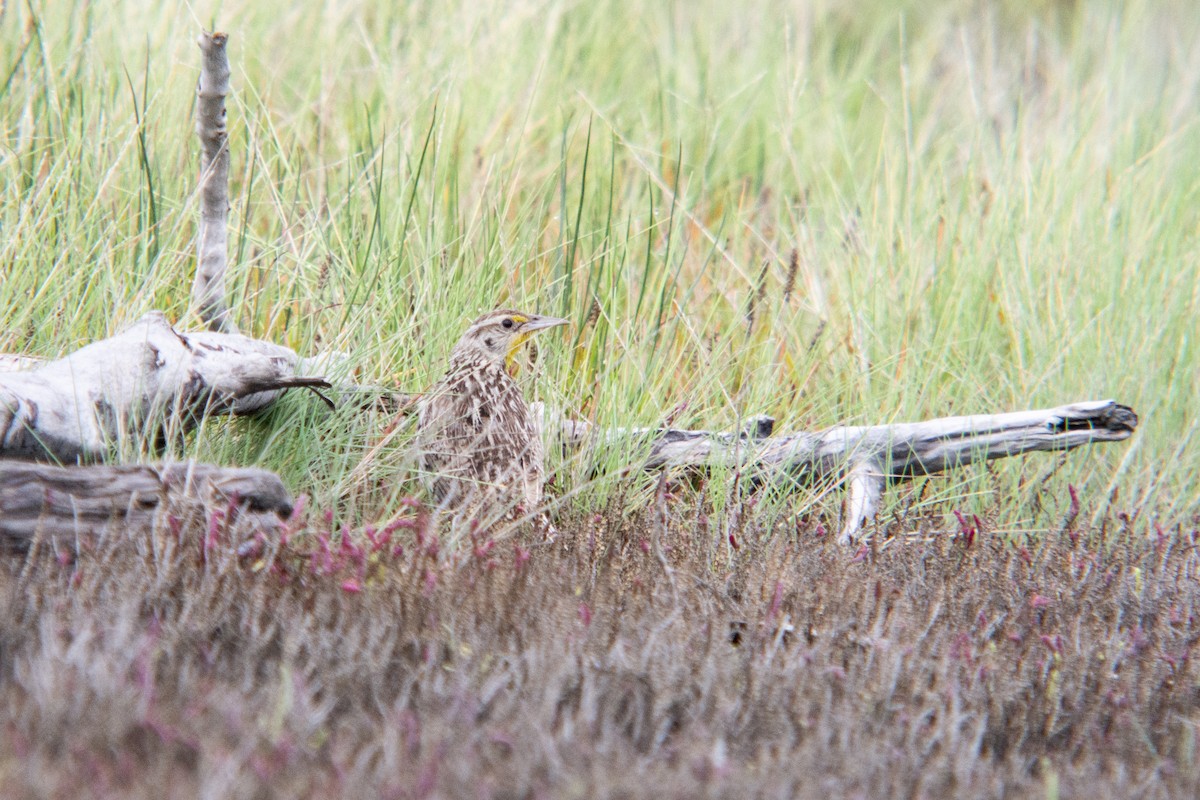 Western Meadowlark - ML481334281