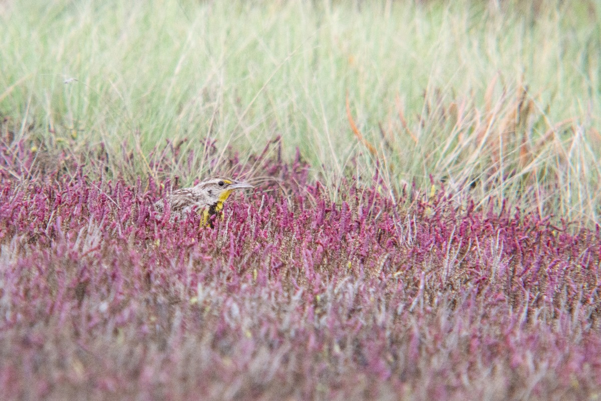 Western Meadowlark - ML481334291