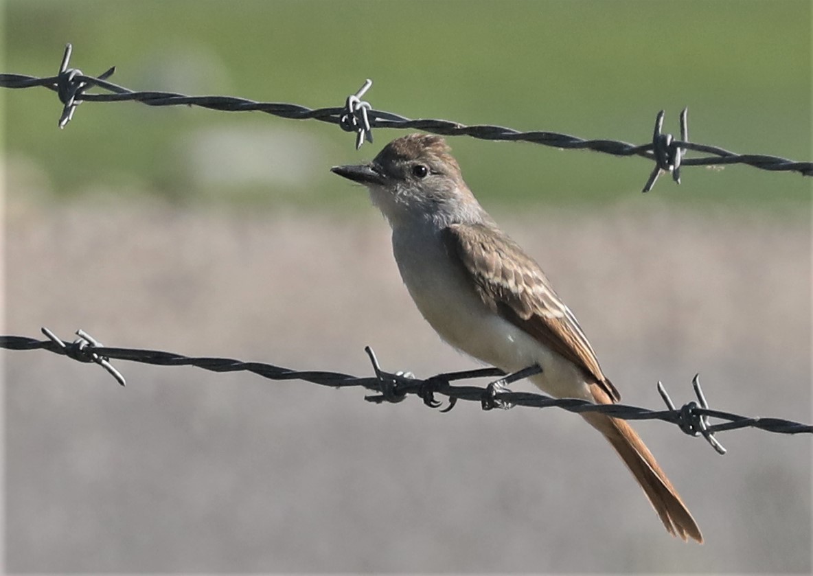 Ash-throated Flycatcher - Pair of Wing-Nuts