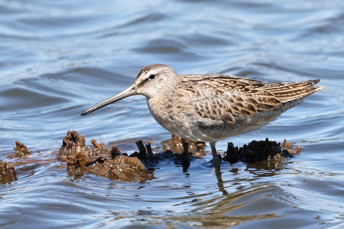 Short-billed Dowitcher - Garrett Lau