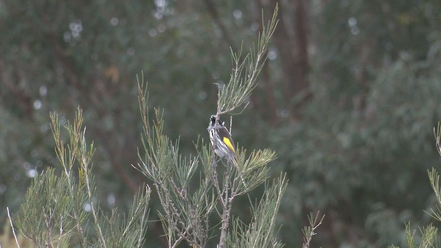 New Holland Honeyeater - ML481338901