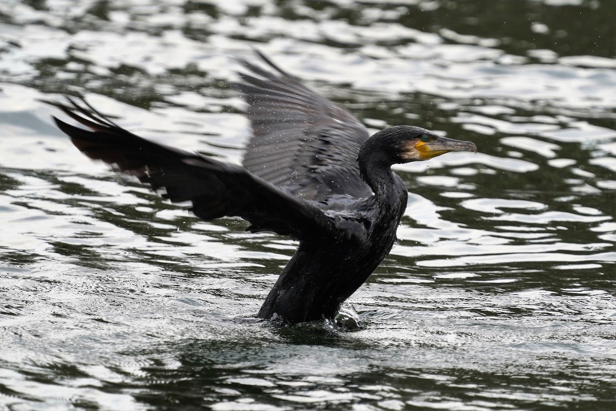 Great Cormorant - Livingston H