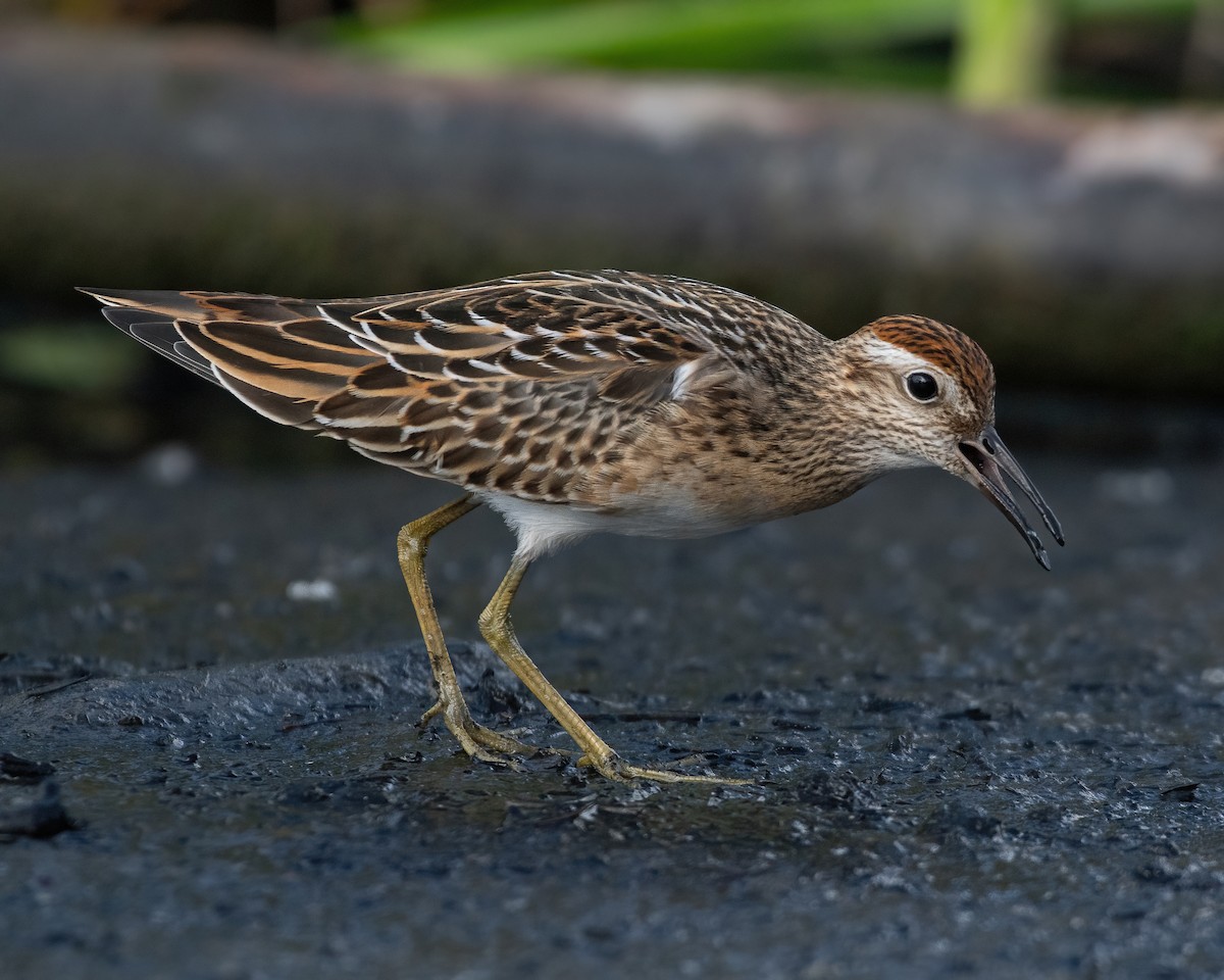 Sharp-tailed Sandpiper - ML481340941