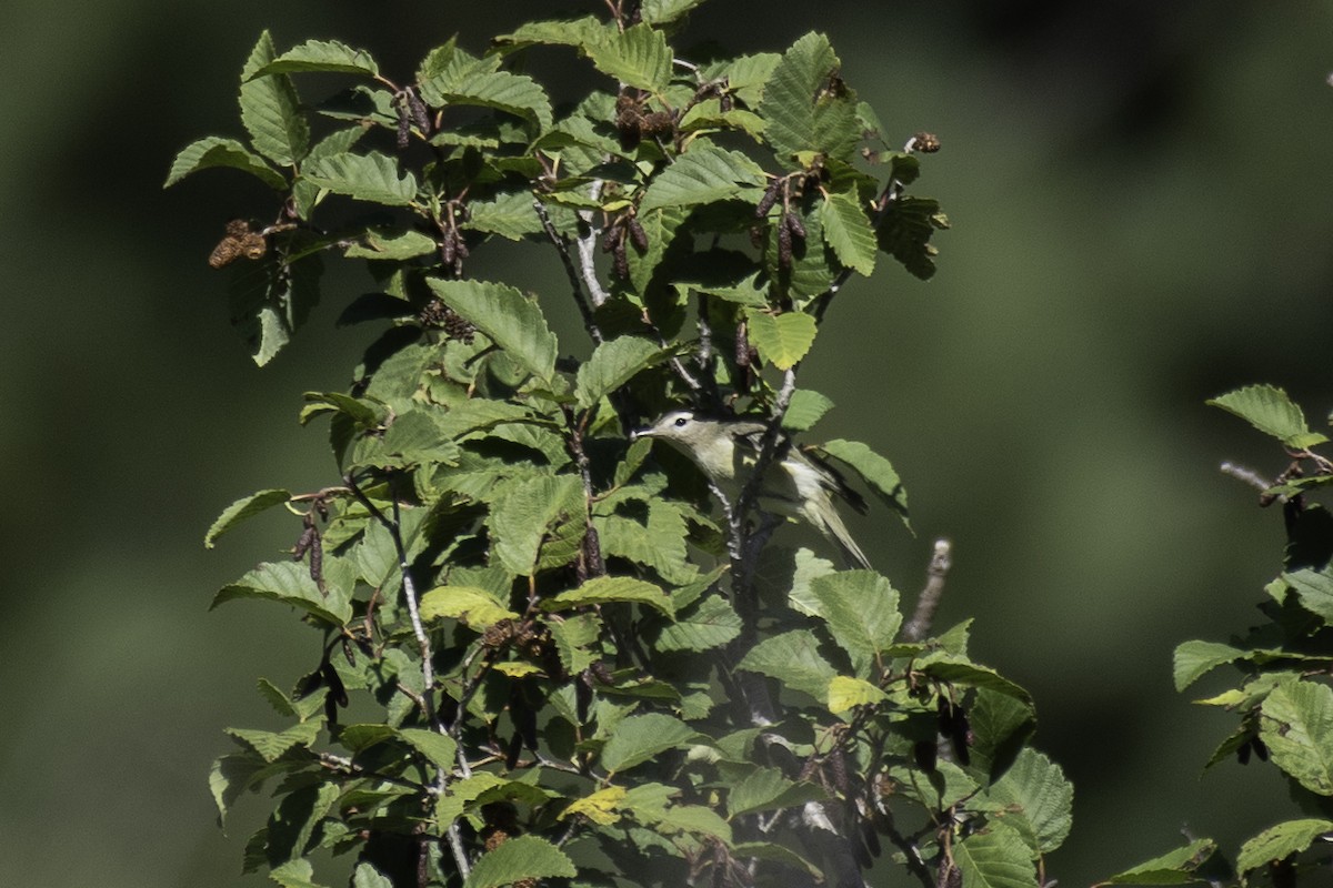 Ötücü Vireo - ML481341891