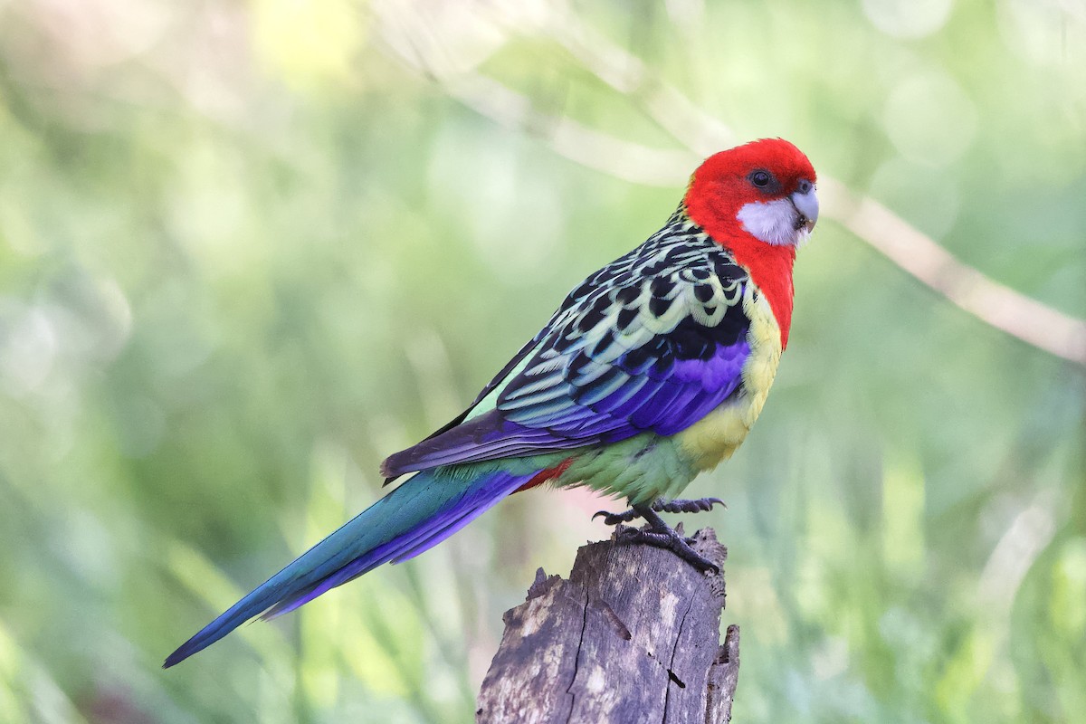 Eastern Rosella - ML481342131