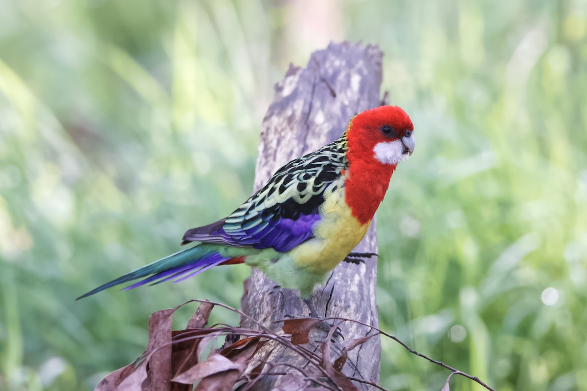 Eastern Rosella - Adrian van der Stel