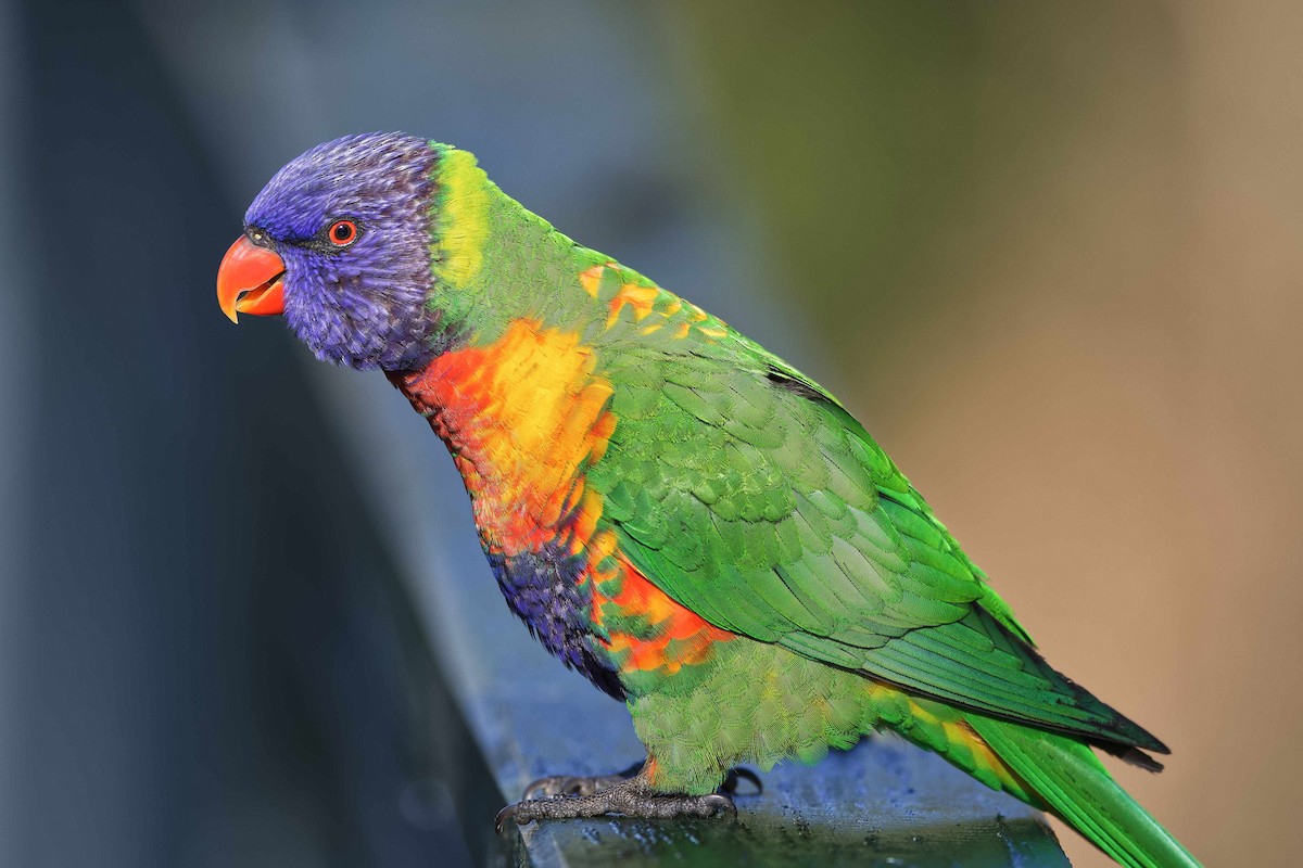 Rainbow Lorikeet - ML481342231