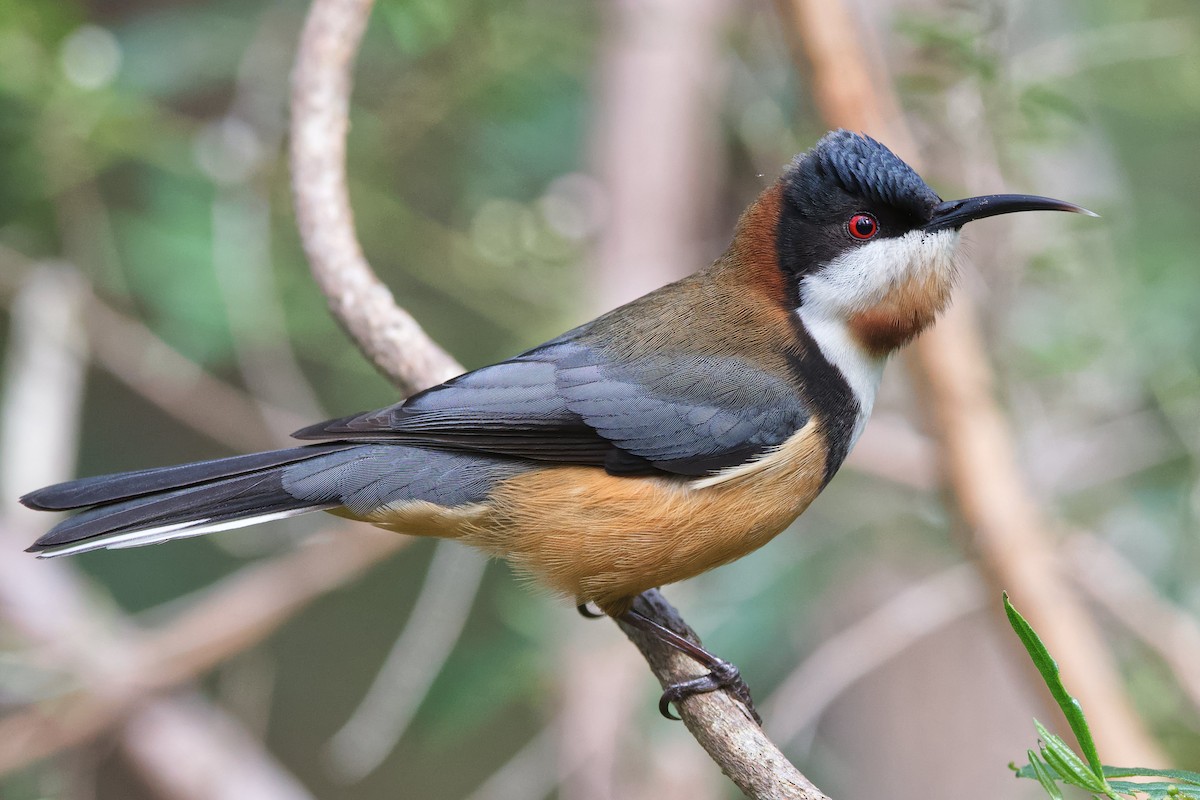 Eastern Spinebill - Adrian van der Stel