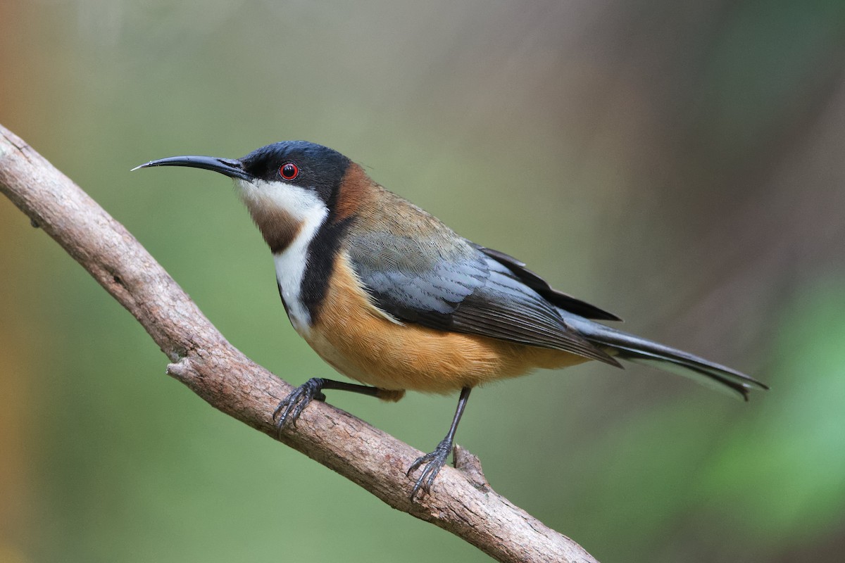 Eastern Spinebill - Adrian van der Stel