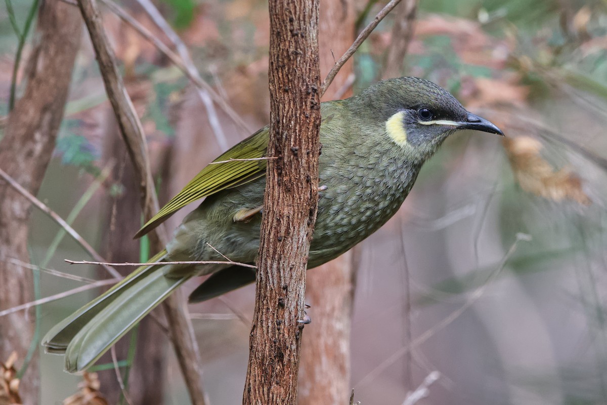 Lewin's Honeyeater - Adrian van der Stel