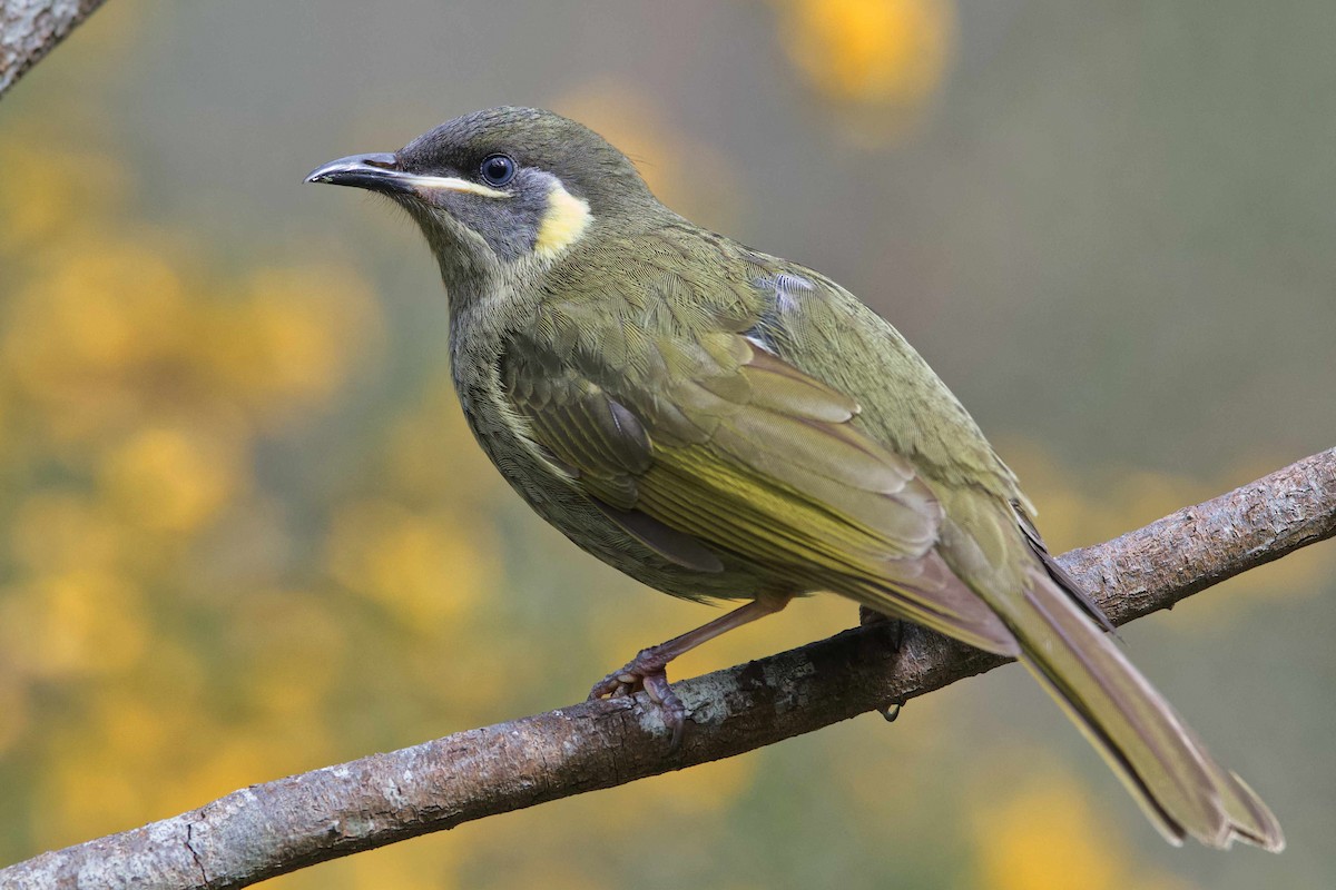 Lewin's Honeyeater - ML481342481