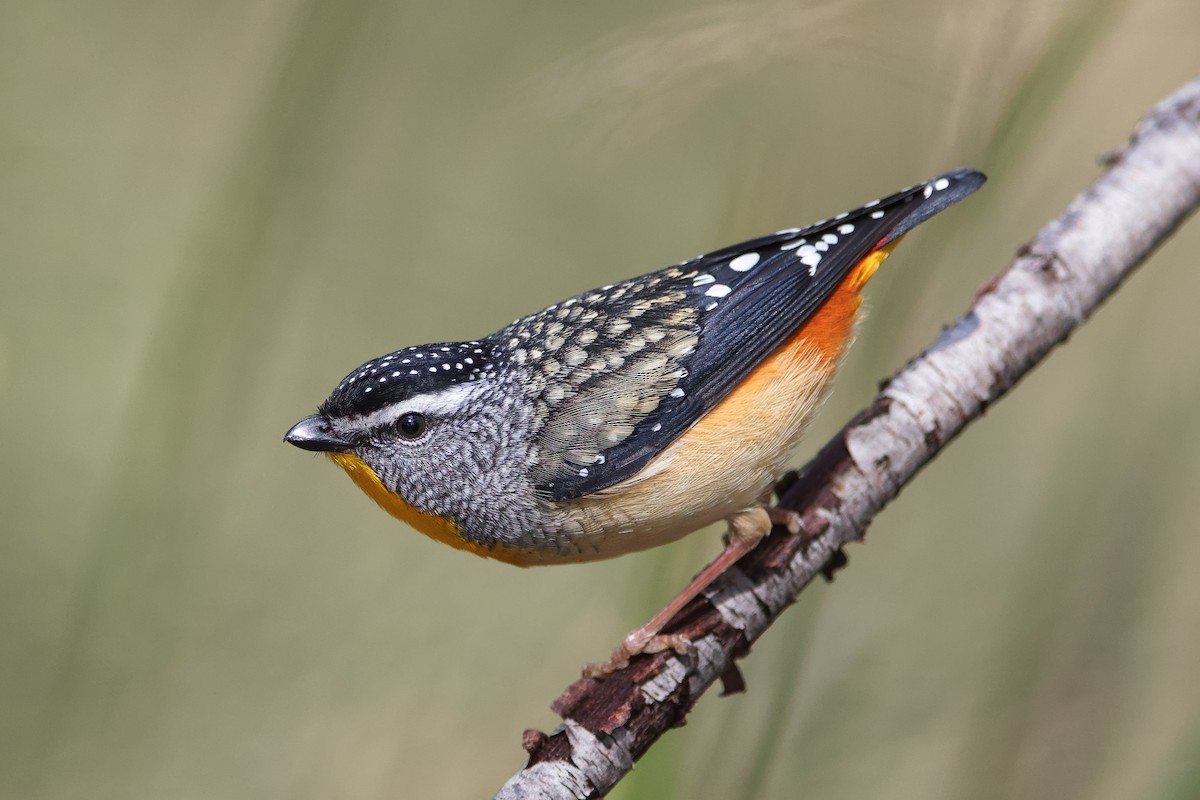 Spotted Pardalote - ML481342521