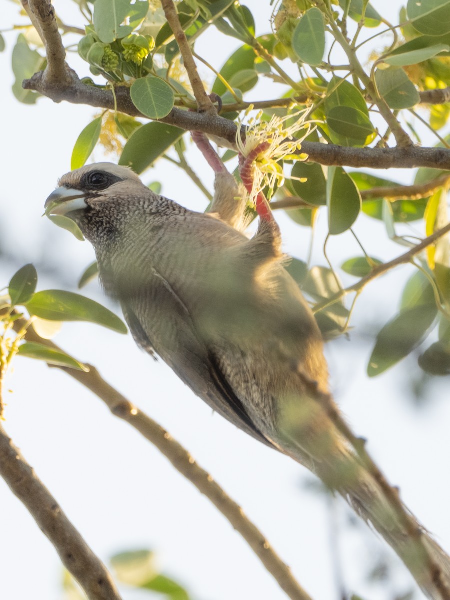 White-headed Mousebird - ML481343041