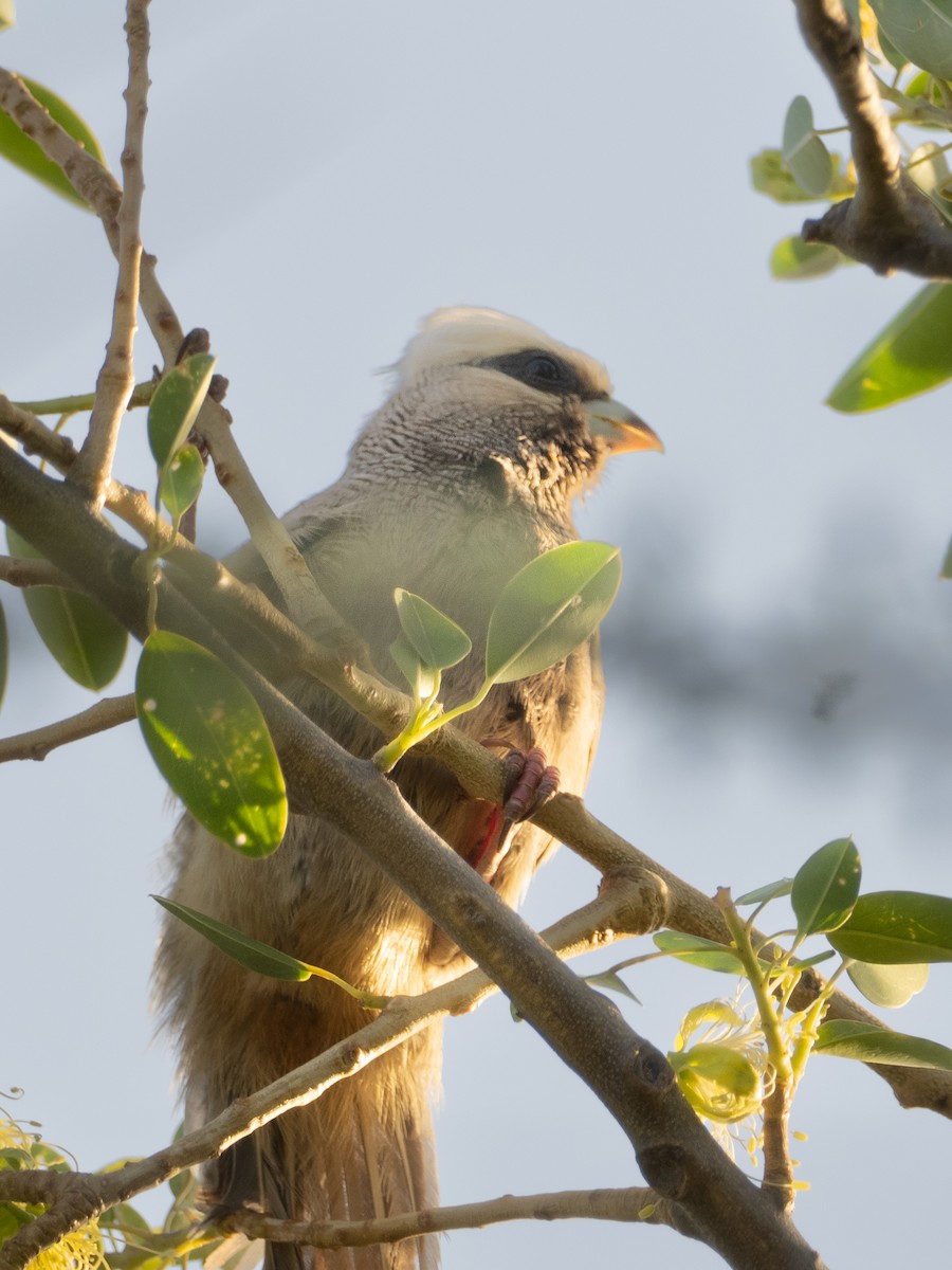 White-headed Mousebird - ML481343051