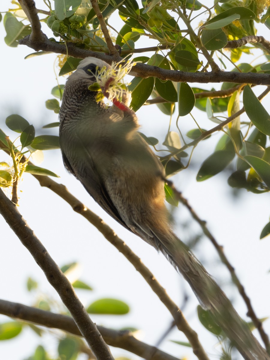 White-headed Mousebird - ML481343061