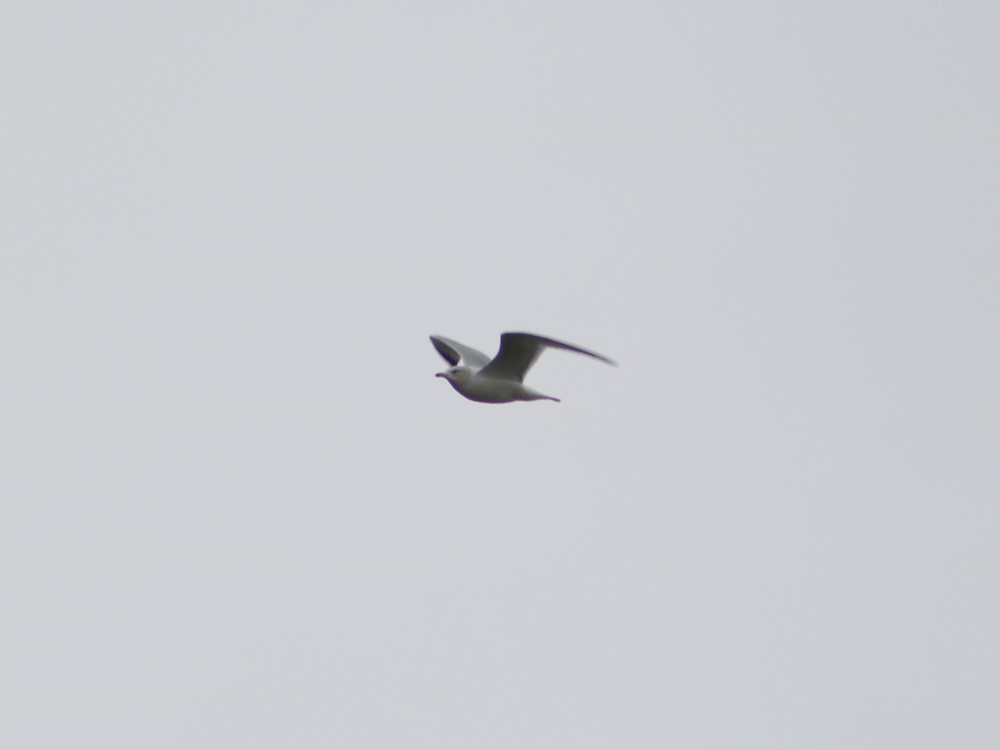 Ring-billed Gull - Colin Sumrall