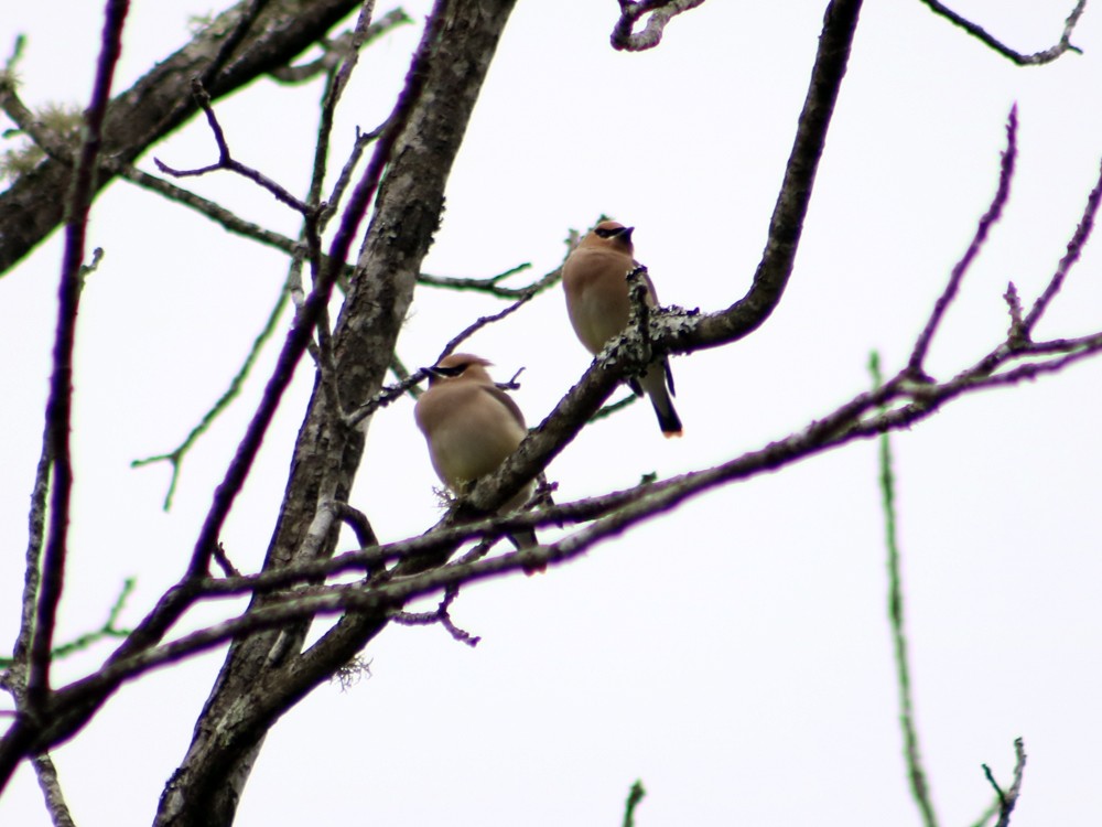 Cedar Waxwing - ML48134681