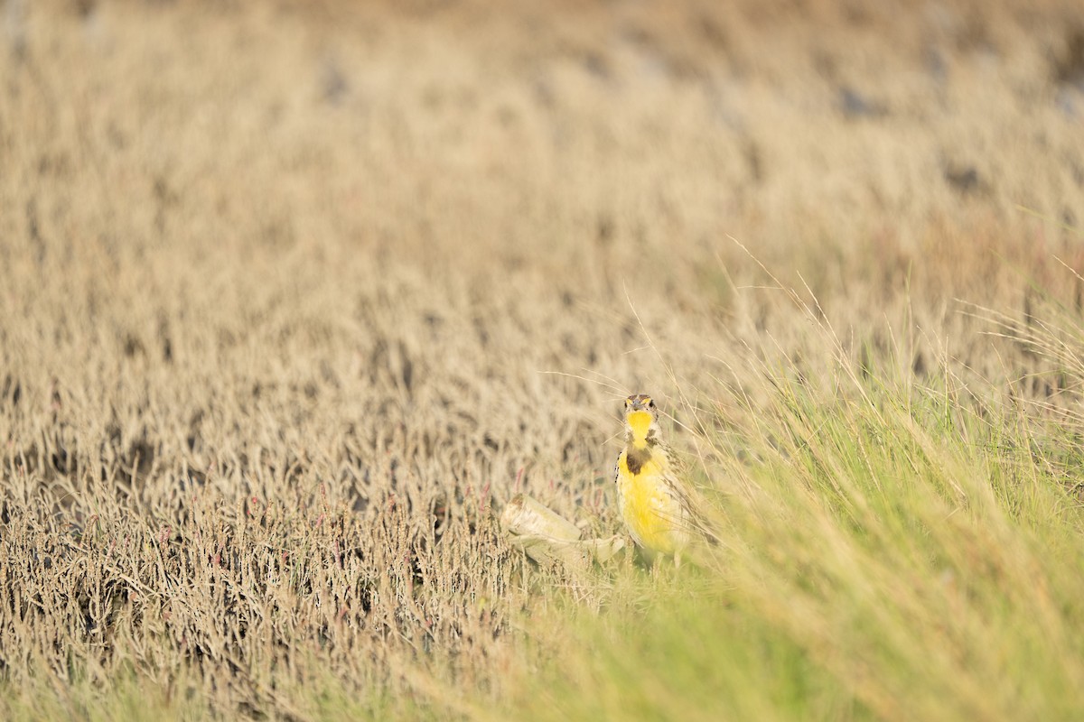 Western Meadowlark - ML481346821