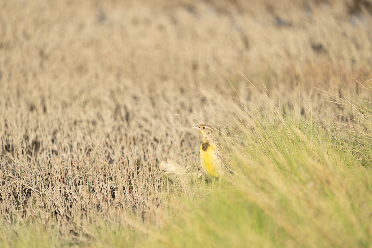 Western Meadowlark - ML481346831