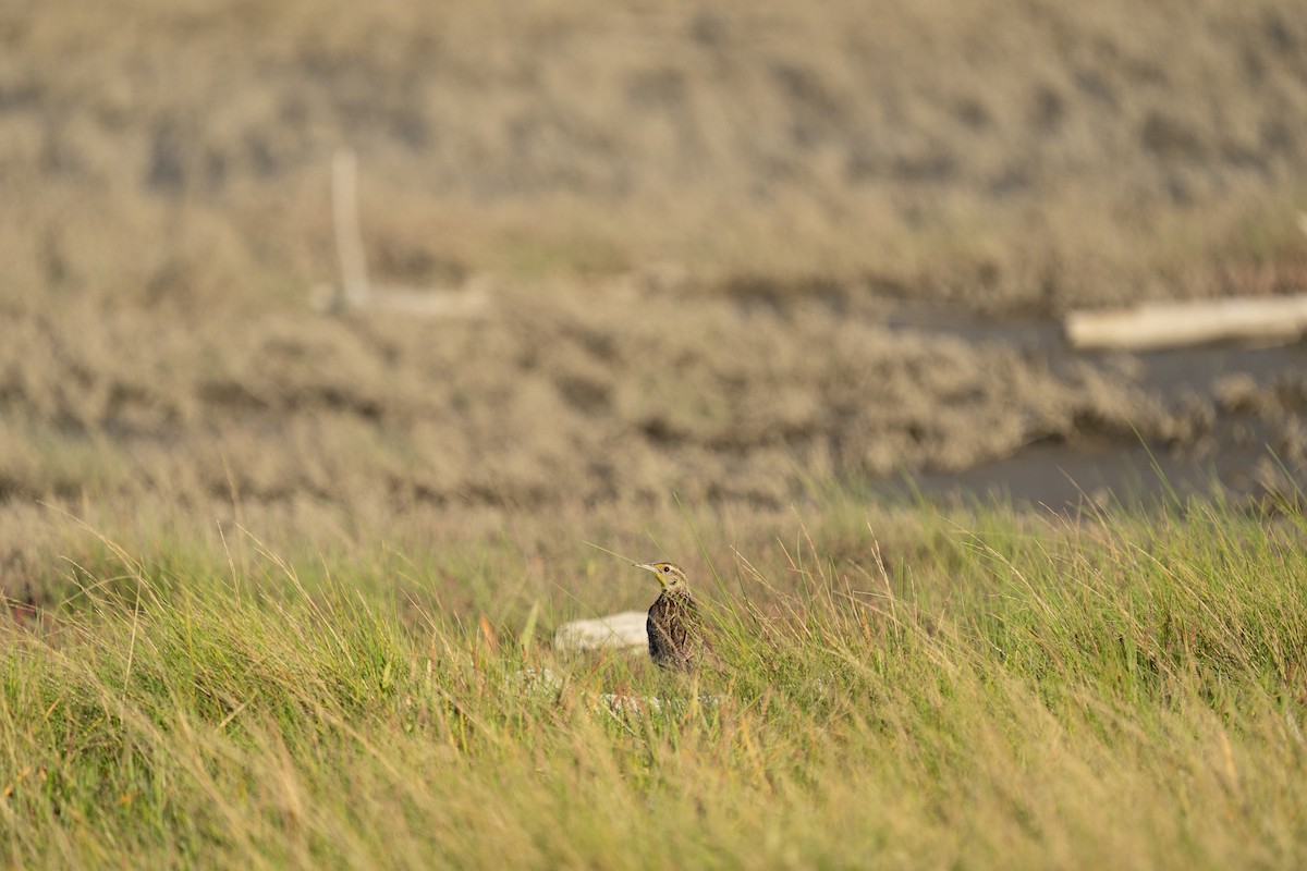 Western Meadowlark - ML481346841