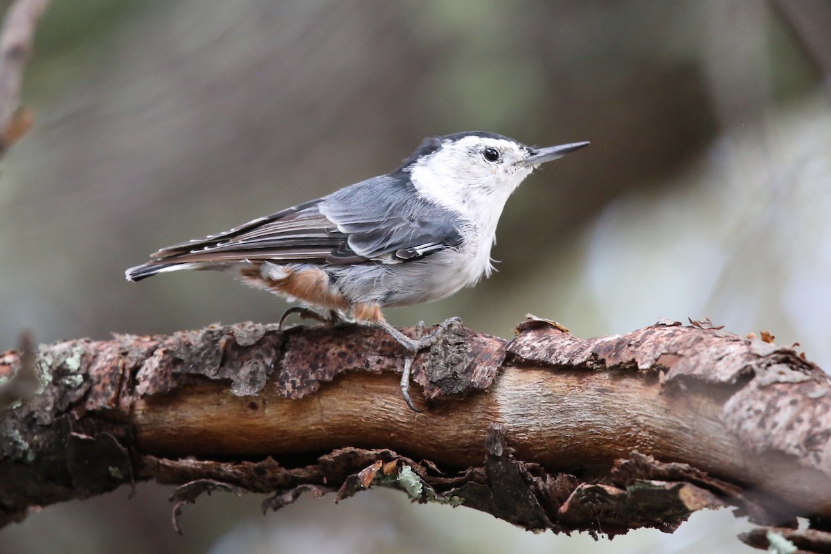 White-breasted Nuthatch - ML481347101