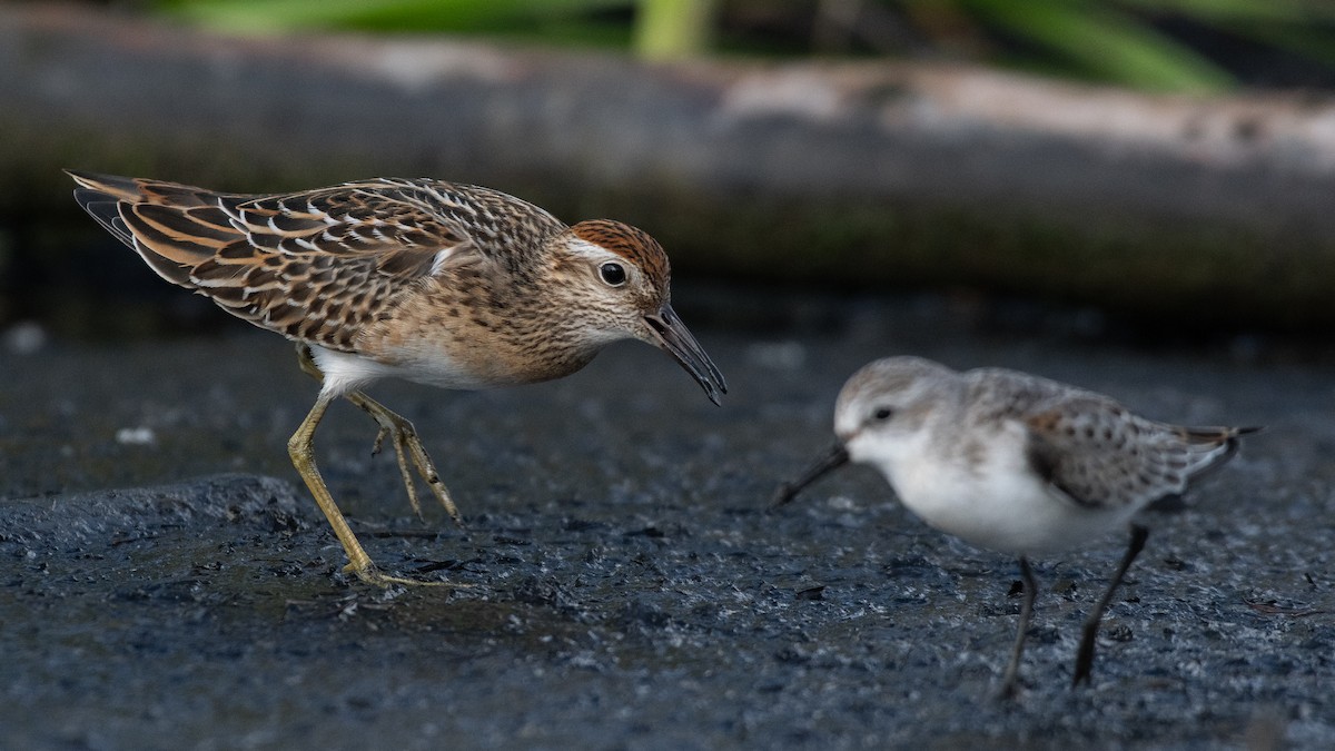 Sharp-tailed Sandpiper - ML481348581