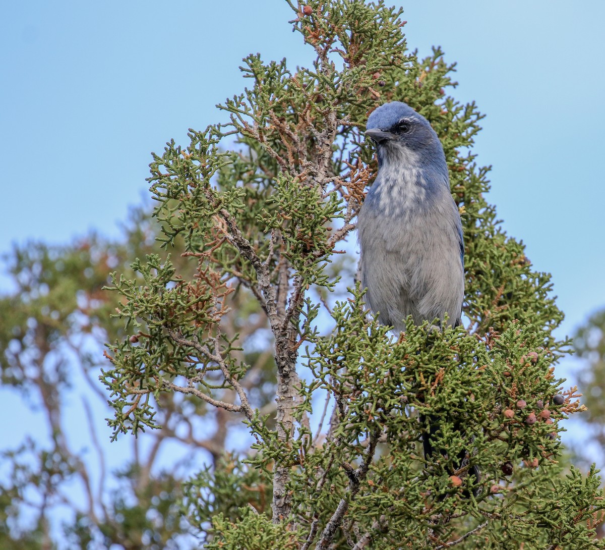 Woodhouse's Scrub-Jay - ML481348871