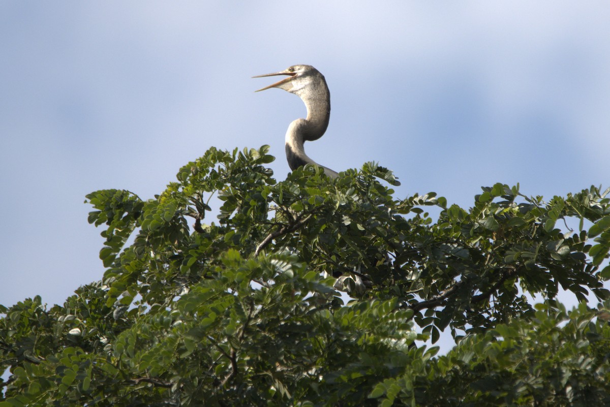 Anhinga Asiática - ML481348921