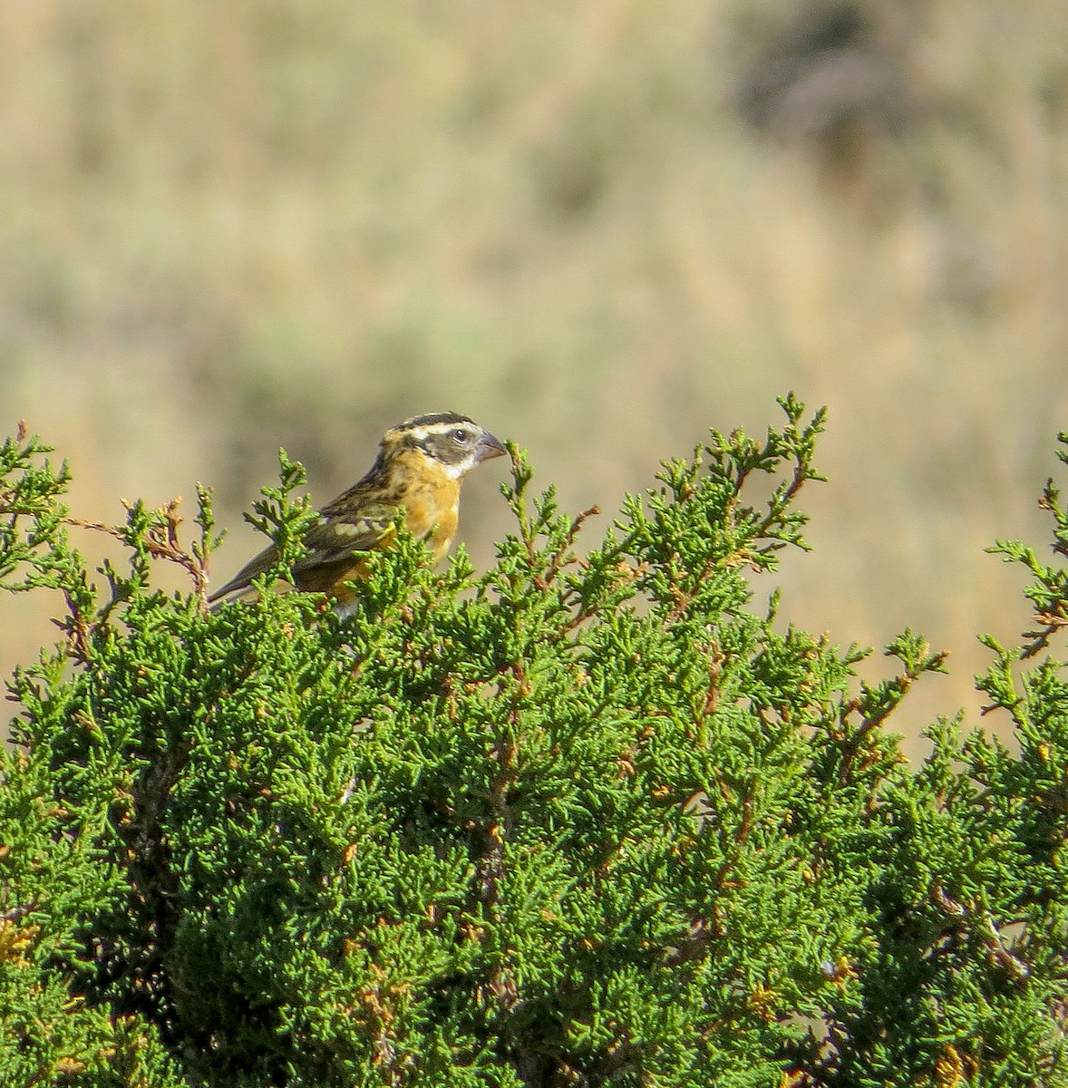 Black-headed Grosbeak - ML481349081