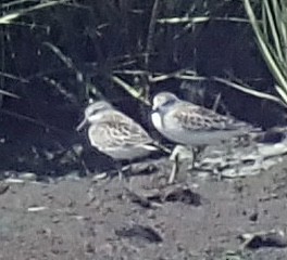 Txirri nanoa - ML481349711
