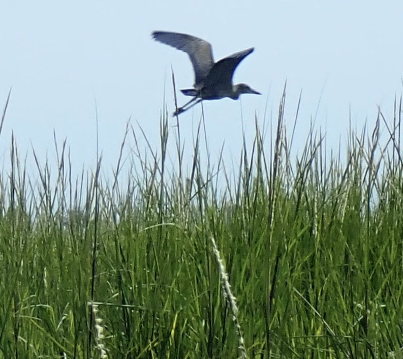 Yellow-crowned Night Heron - ML481349991