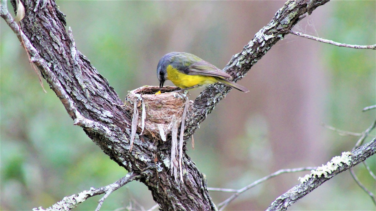 Eastern Yellow Robin - ML481350491