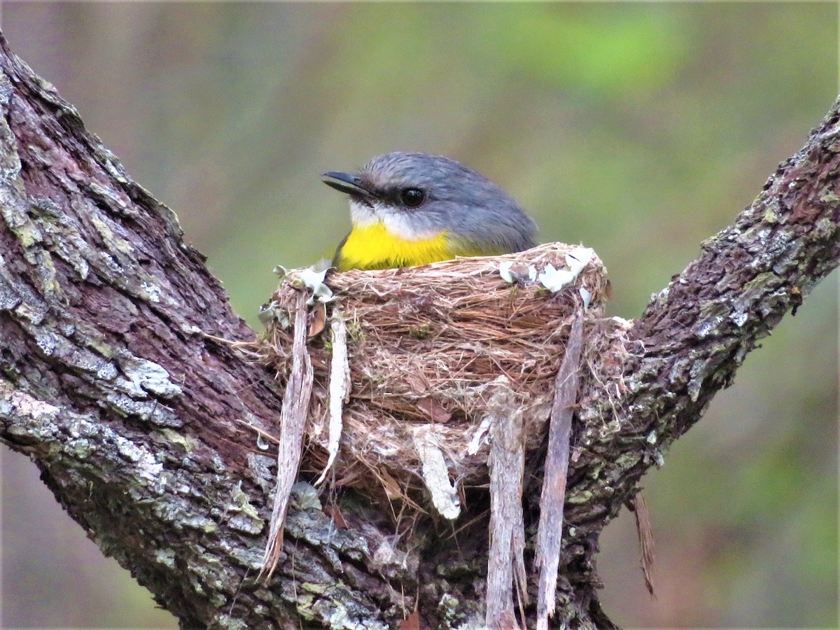 Eastern Yellow Robin - ML481350501