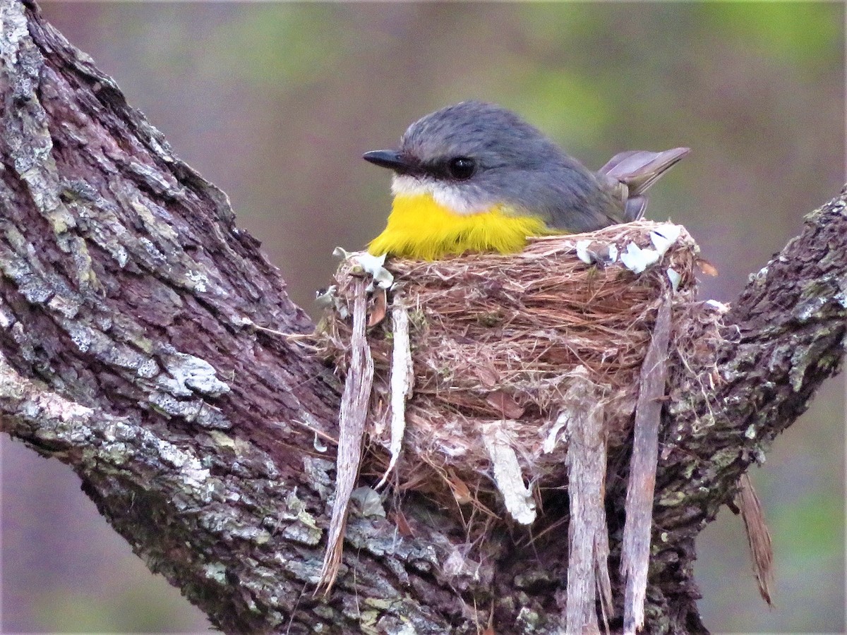 Eastern Yellow Robin - ML481350521