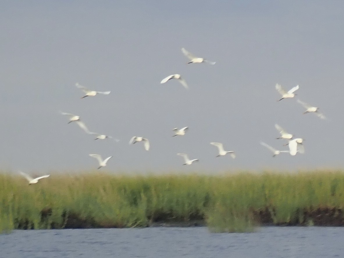 Snowy Egret - ML481350571