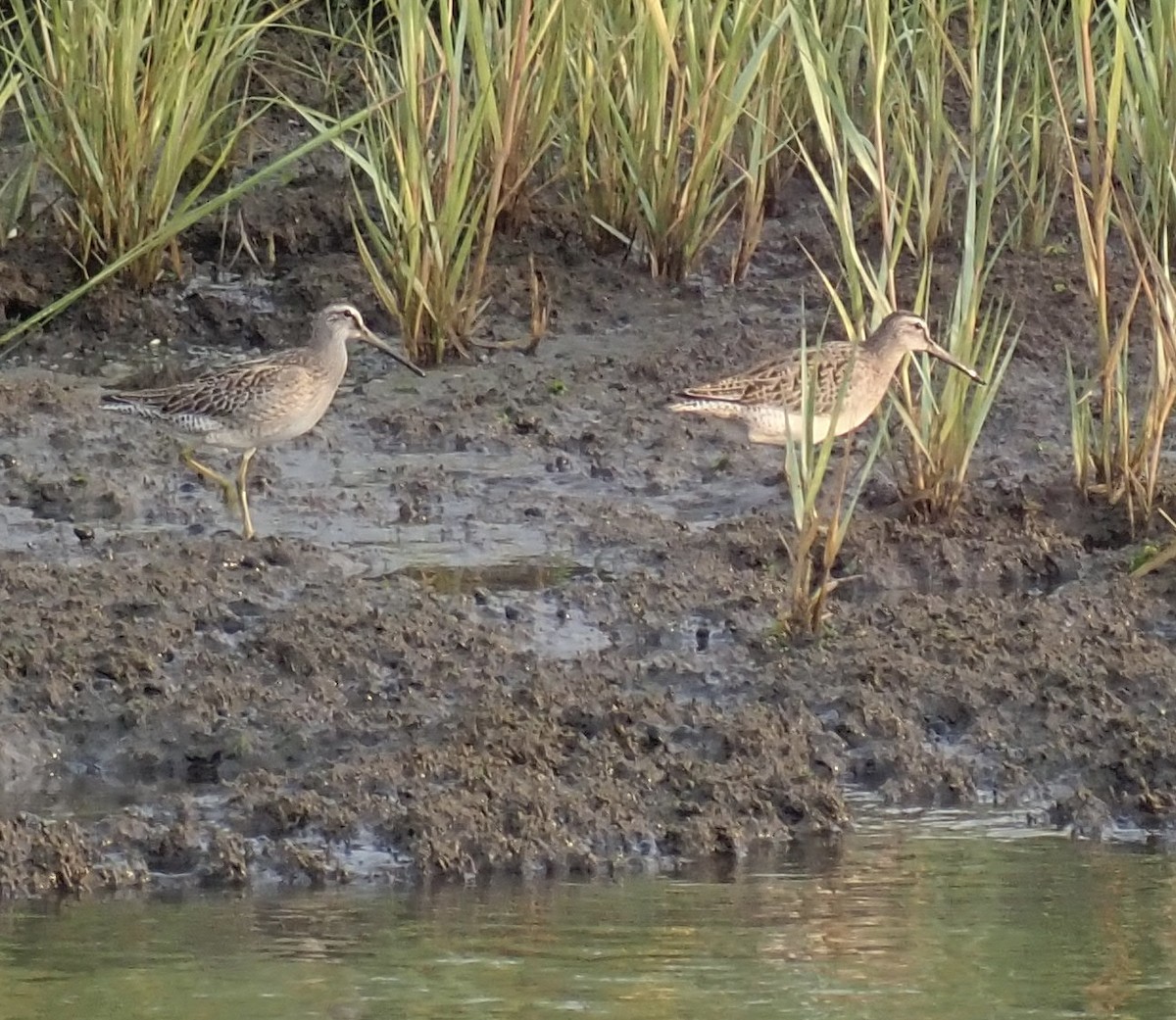 Short-billed Dowitcher - ML481351051