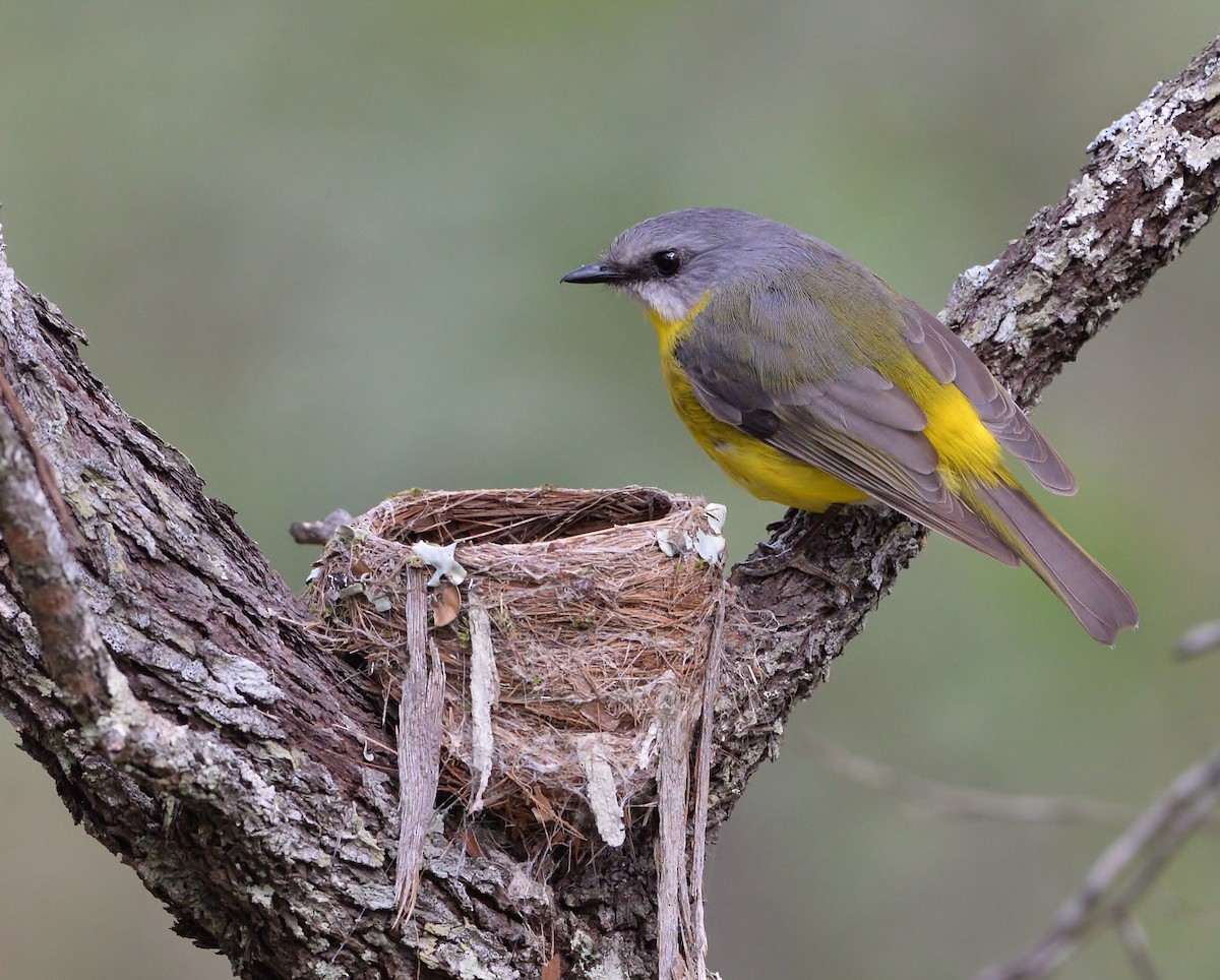 Eastern Yellow Robin - ML481351131