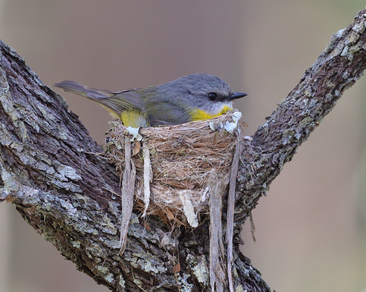 Eastern Yellow Robin - ML481351141