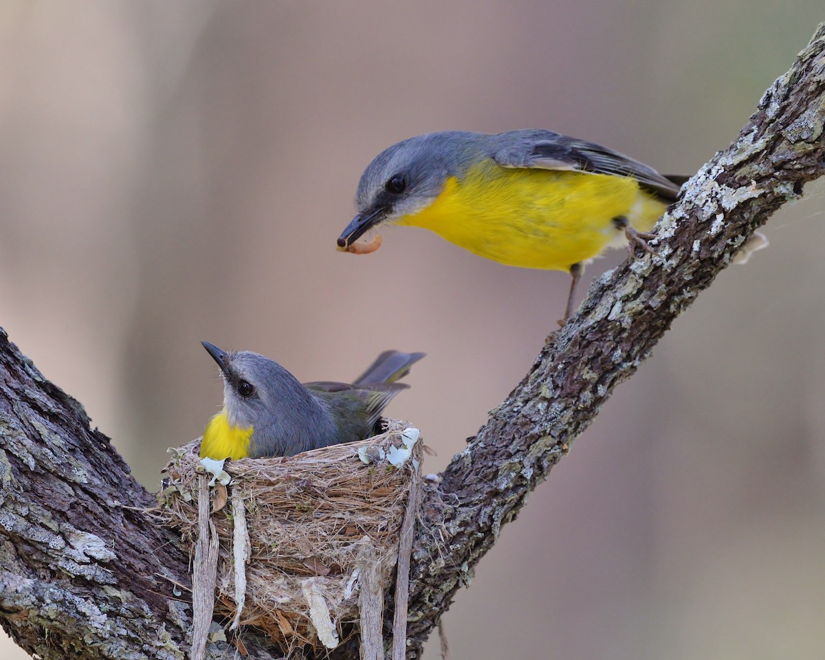 Eastern Yellow Robin - ML481351151