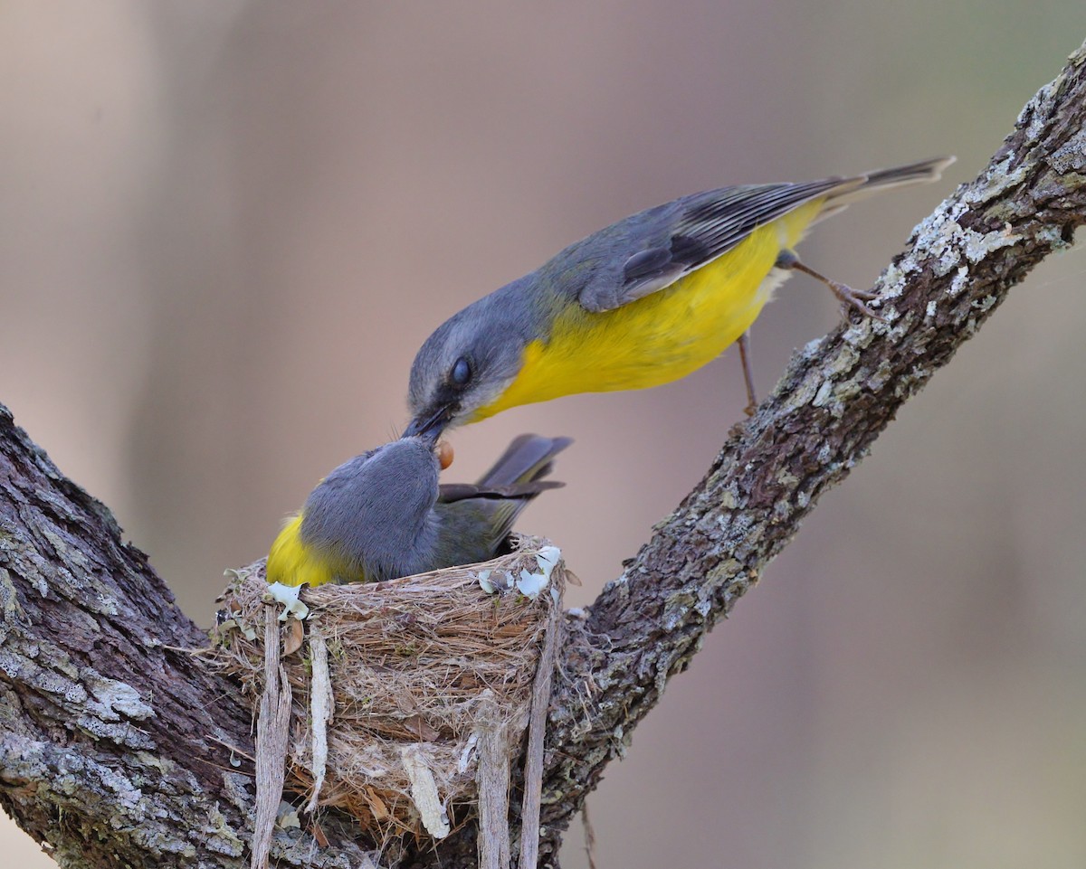 Eastern Yellow Robin - ML481351241