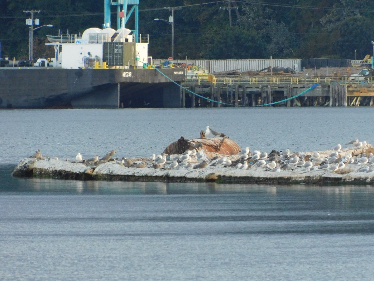 California Gull - ML481351521