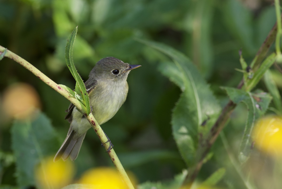 Yellow-bellied Flycatcher - Nathan Dubrow