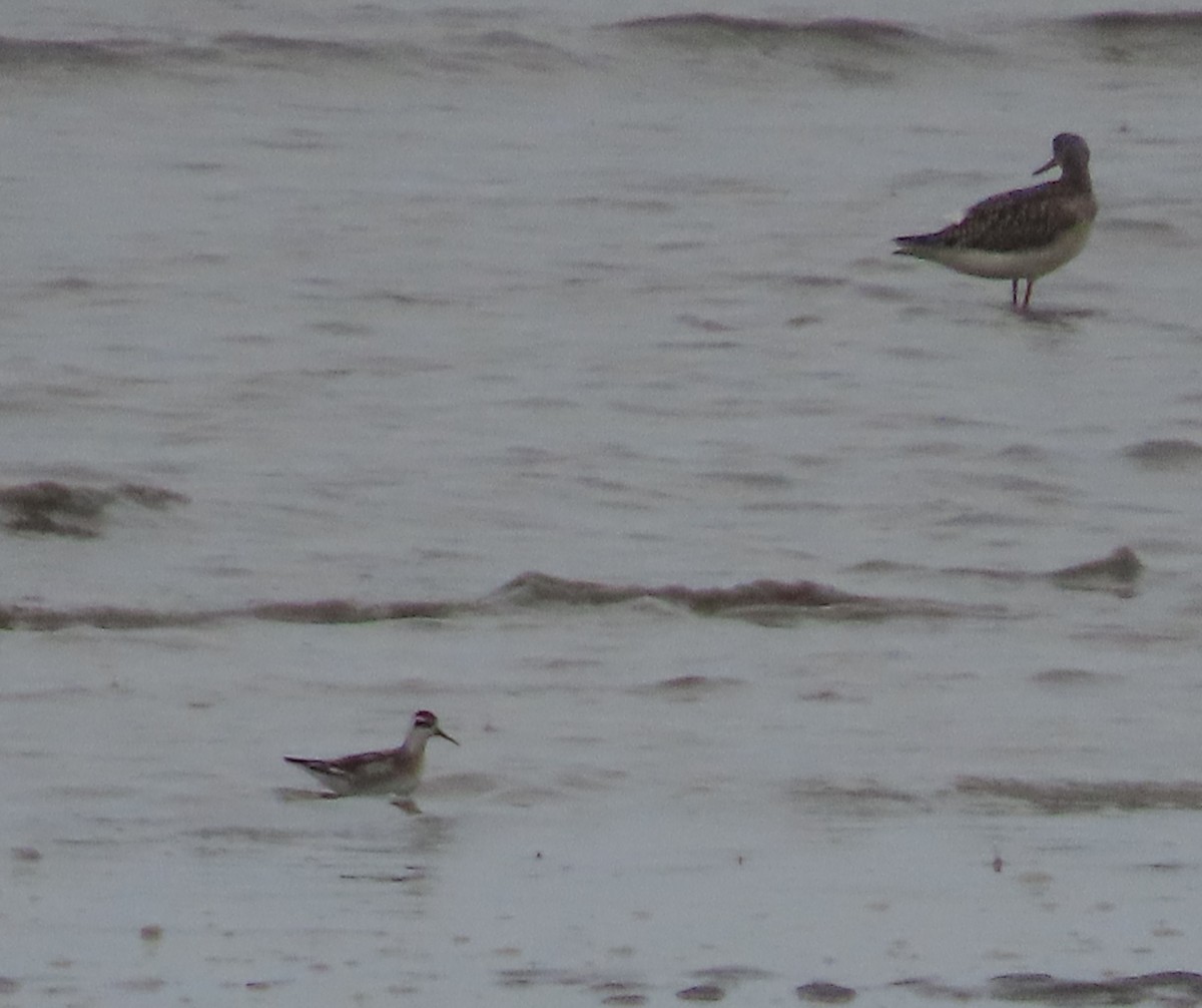 Red-necked Phalarope - Laura Burke